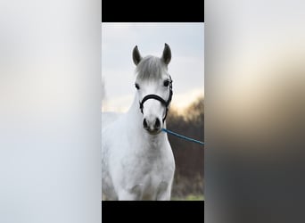 Hongaars sportpaard, Merrie, 5 Jaar, 136 cm, Schimmel