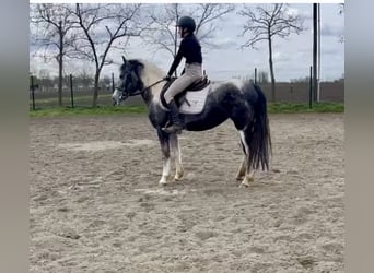 Hongaars sportpaard, Merrie, 5 Jaar, 143 cm, Gevlekt-paard