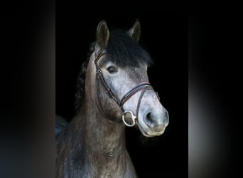 Hongaars sportpaard, Merrie, 5 Jaar, 147 cm, Zwartschimmel