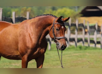Hongaars sportpaard, Merrie, 5 Jaar, 158 cm, Roodbruin