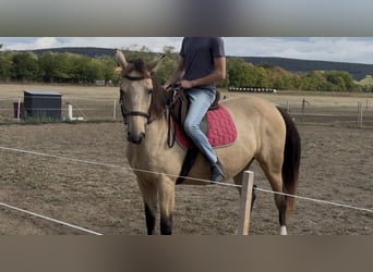 Hongaars sportpaard, Merrie, 5 Jaar, 160 cm, Buckskin