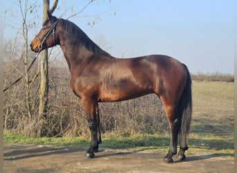 Hongaars sportpaard Mix, Merrie, 5 Jaar, 164 cm, Bruin