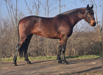 Hongaars sportpaard Mix, Merrie, 5 Jaar, 164 cm, Bruin