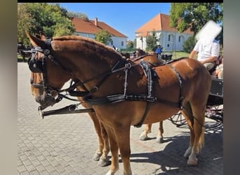 Hongaars sportpaard, Merrie, 5 Jaar, 165 cm, Donkere-vos