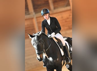 Hongaars sportpaard, Merrie, 5 Jaar, 166 cm, Zwart