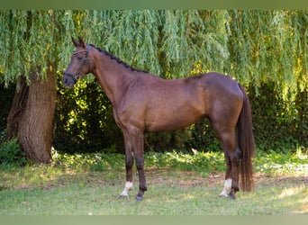 Hongaars sportpaard, Merrie, 5 Jaar, 167 cm, Donkere-vos