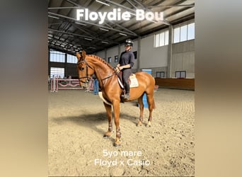 Hongaars sportpaard, Merrie, 5 Jaar, 168 cm, Donkere-vos