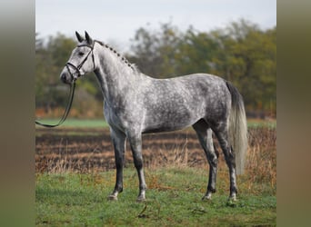 Hongaars sportpaard, Merrie, 5 Jaar, 168 cm, Schimmel