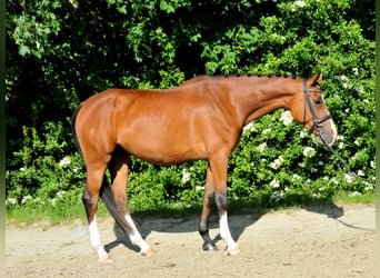 Hongaars sportpaard, Merrie, 5 Jaar, 170 cm, Bruin
