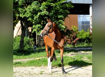 Hongaars sportpaard, Merrie, 5 Jaar, 170 cm, Bruin