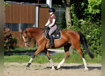 Hongaars sportpaard, Merrie, 5 Jaar, 170 cm, Bruin