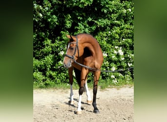 Hongaars sportpaard, Merrie, 5 Jaar, 170 cm, Bruin