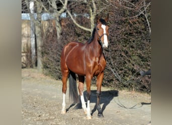 Hongaars sportpaard, Merrie, 5 Jaar, 171 cm, Bruin