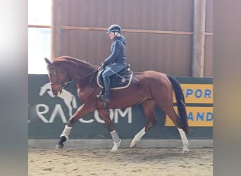 Hongaars sportpaard, Merrie, 5 Jaar, 171 cm, Bruin