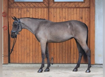Hongaars sportpaard, Merrie, 6 Jaar, 155 cm, Donkerbruin