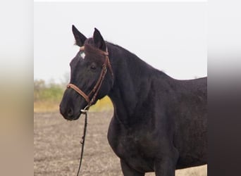 Hongaars sportpaard, Merrie, 6 Jaar, 160 cm, Zwart