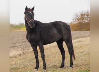 Hongaars sportpaard, Merrie, 6 Jaar, 160 cm, Zwart