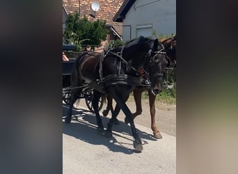 Hongaars sportpaard, Merrie, 6 Jaar, 161 cm, Donkerbruin
