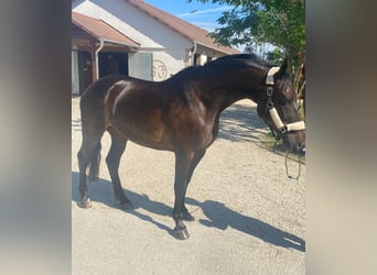 Hongaars sportpaard, Merrie, 6 Jaar, 161 cm, Donkerbruin