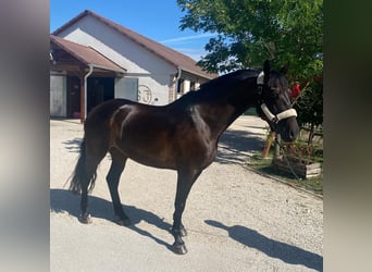 Hongaars sportpaard, Merrie, 6 Jaar, 161 cm, Donkerbruin