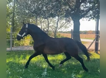 Hongaars sportpaard, Merrie, 6 Jaar, 161 cm, Donkerbruin