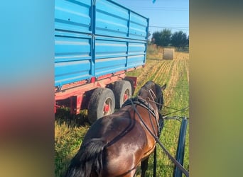 Hongaars sportpaard, Merrie, 6 Jaar, 161 cm, Donkerbruin