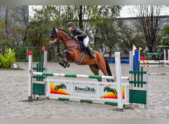 Hongaars sportpaard, Merrie, 6 Jaar, 164 cm, Brauner