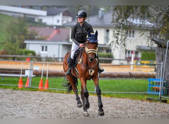 Hongaars sportpaard, Merrie, 6 Jaar, 164 cm, Brauner