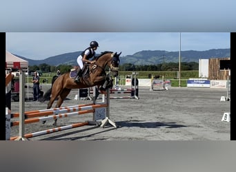 Hongaars sportpaard, Merrie, 6 Jaar, 164 cm, Brauner