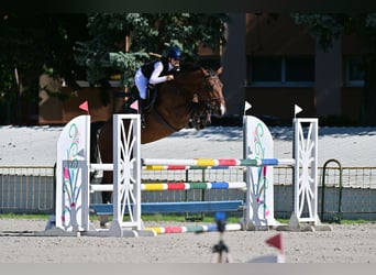 Hongaars sportpaard, Merrie, 6 Jaar, Roodbruin