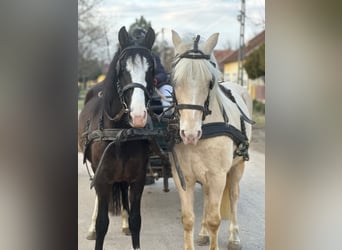 Hongaars sportpaard Mix, Merrie, 6 Jaar, Zwart