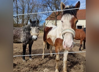 Hongaars sportpaard Mix, Merrie, 7 Jaar, 145 cm