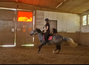 Hongaars sportpaard Mix, Merrie, 7 Jaar, 145 cm