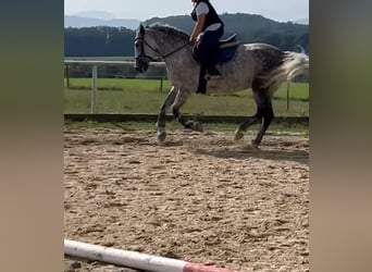 Ungarisches Sportpferd, Stute, 7 Jahre, 160 cm, Schimmel