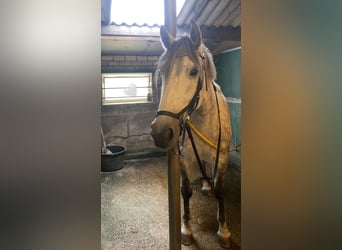 Hongaars sportpaard Mix, Merrie, 7 Jaar, 160 cm, Schimmel