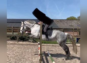 Hongaars sportpaard Mix, Merrie, 7 Jaar, 160 cm, Schimmel