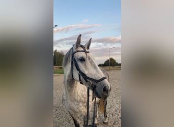 Hongaars sportpaard Mix, Merrie, 7 Jaar, 160 cm, Schimmel