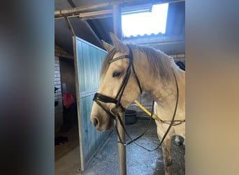 Hongaars sportpaard Mix, Merrie, 7 Jaar, 160 cm, Schimmel