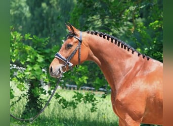 Hongaars sportpaard, Merrie, 7 Jaar, 165 cm, Roodbruin