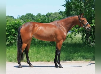 Hongaars sportpaard, Merrie, 7 Jaar, 165 cm, Roodbruin