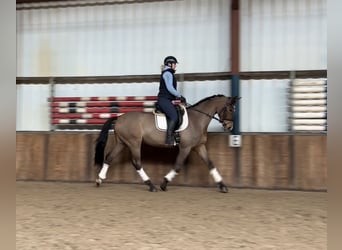 Hongaars sportpaard, Merrie, 7 Jaar, 167 cm, Bruin