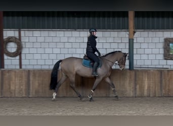 Hongaars sportpaard, Merrie, 7 Jaar, 167 cm, Bruin