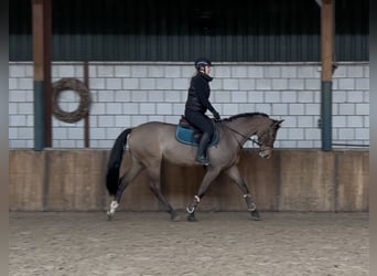 Hongaars sportpaard, Merrie, 7 Jaar, 167 cm, Bruin