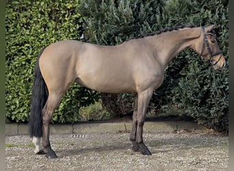 Hongaars sportpaard, Merrie, 7 Jaar, 167 cm, Bruin