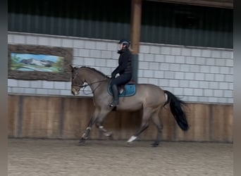 Hongaars sportpaard, Merrie, 7 Jaar, 167 cm, Bruin