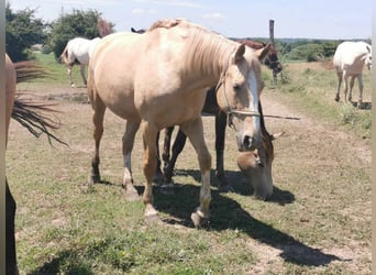 Hongaars sportpaard, Merrie, 7 Jaar, 167 cm, Palomino