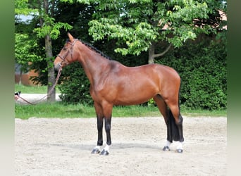 Hongaars sportpaard, Merrie, 7 Jaar, 172 cm, Brauner