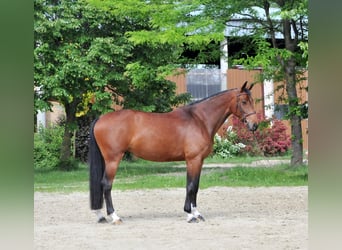 Hongaars sportpaard, Merrie, 7 Jaar, 172 cm, Brauner