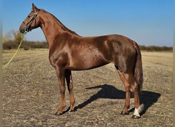 Hongaars sportpaard, Merrie, 7 Jaar, 174 cm, Vos