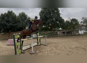 Hongaars sportpaard, Merrie, 7 Jaar, 180 cm, Roodbruin